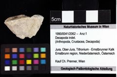 Foto (Objket + Etiketten) von Decapoda indet. 